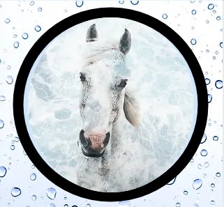 Equine Laundry Service